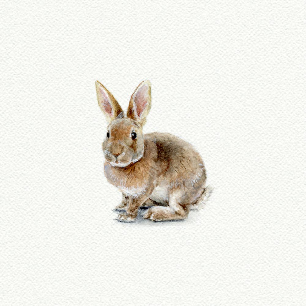 Bunny Miniature Watercolor Print - Box Turtle