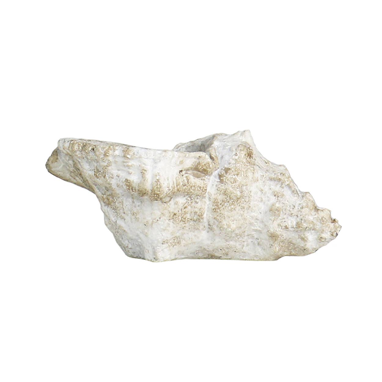 Cast Concrete Conch Shell - Box Turtle