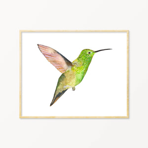 Berylline Hummingbird
