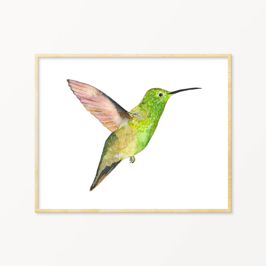Berylline Hummingbird