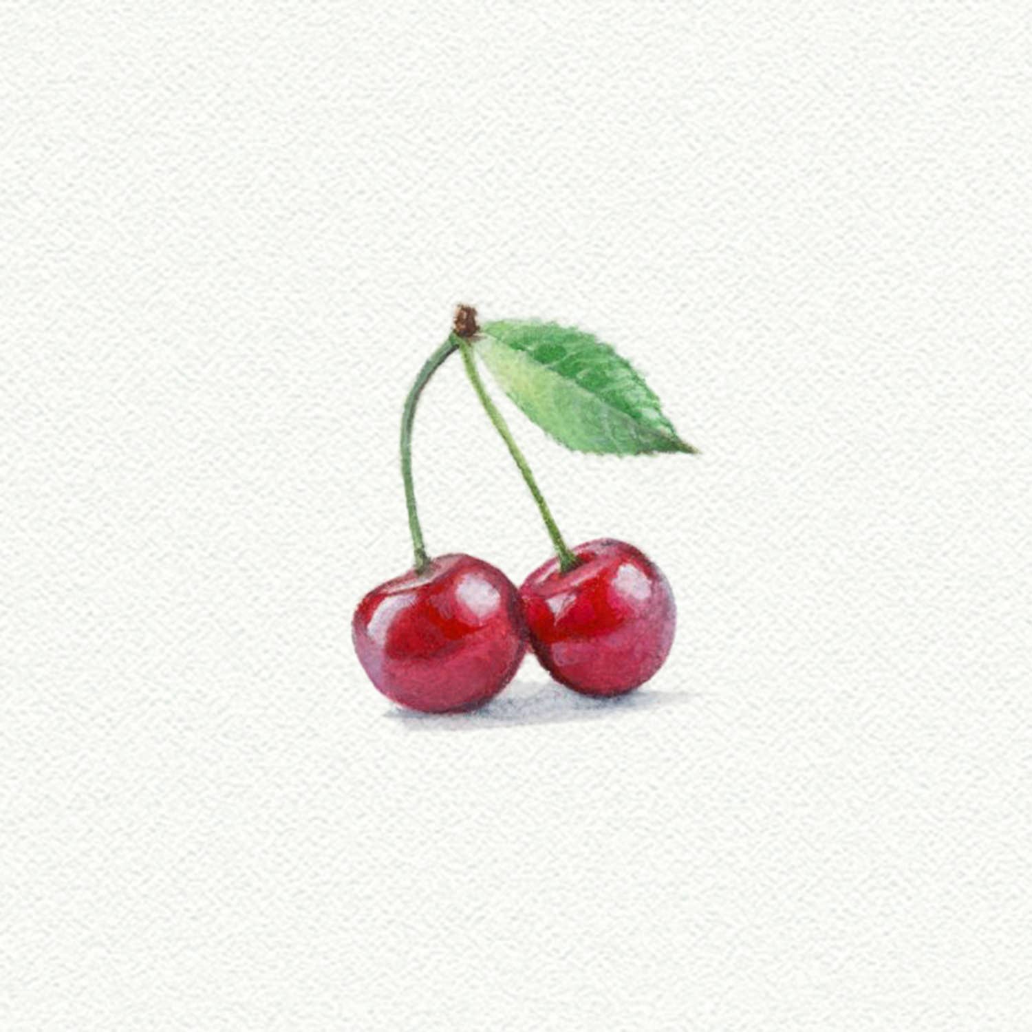 Cherries Miniature Watercolor Print - Box Turtle