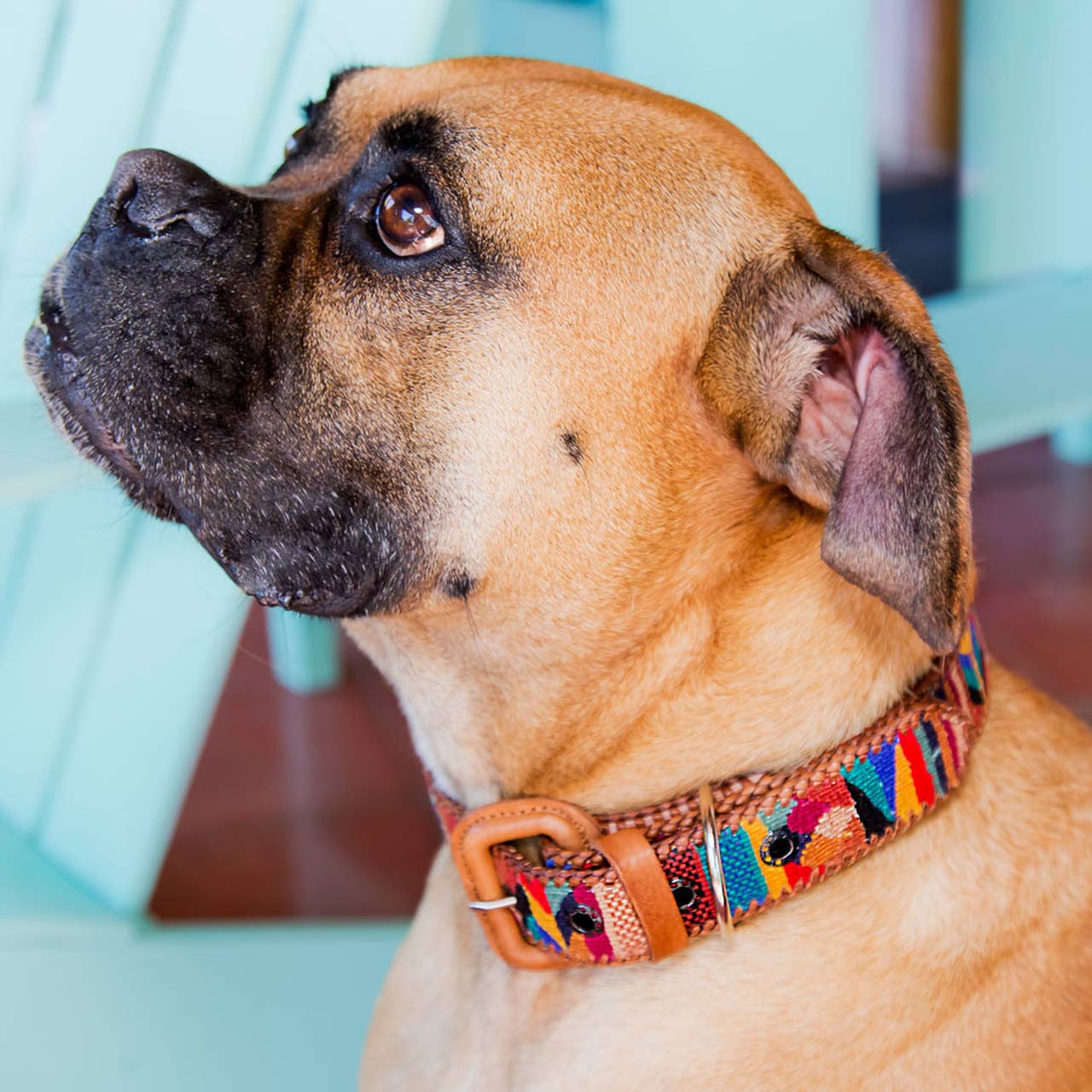 Colorful Dog Collar