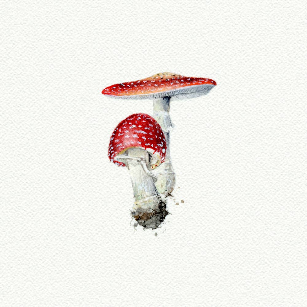 Mushrooms Miniature Watercolor Print - Box Turtle