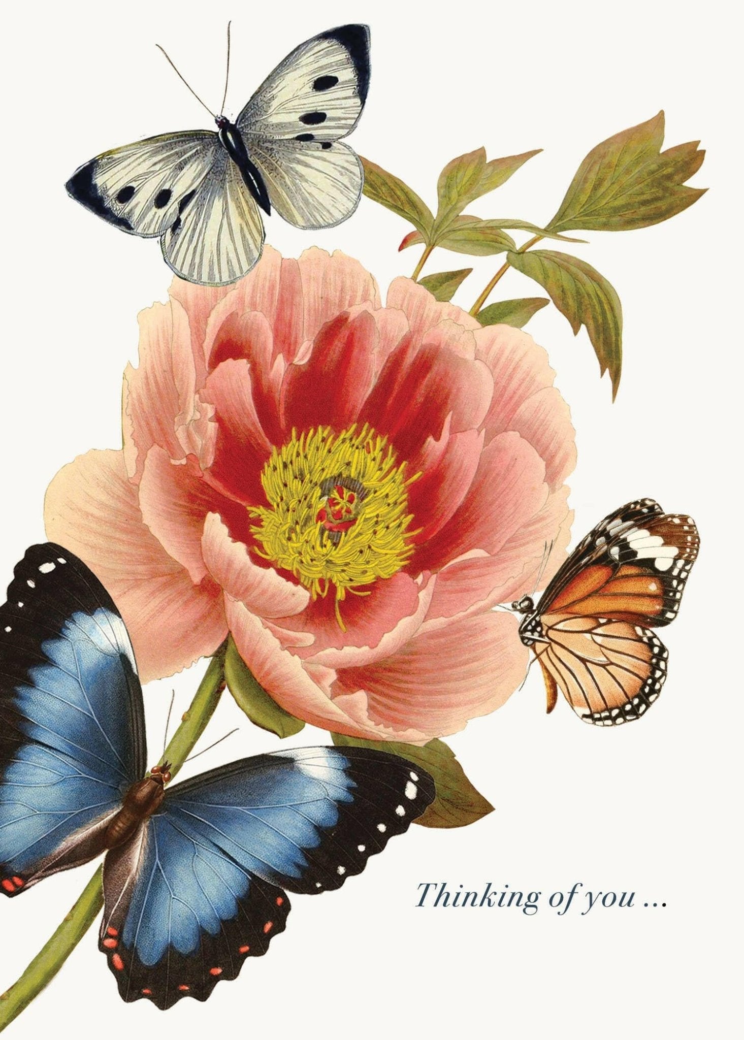 Thinking of you (peony) - Box Turtle